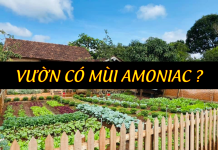 Tại sao trong vườn có mùi amoniac ?
